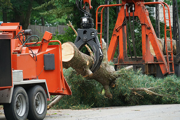 Local Tree Removal Services