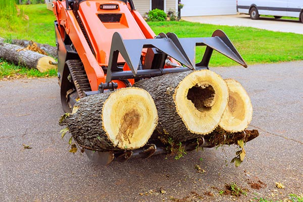Tree Removal. Roofing, and General Contractor Services