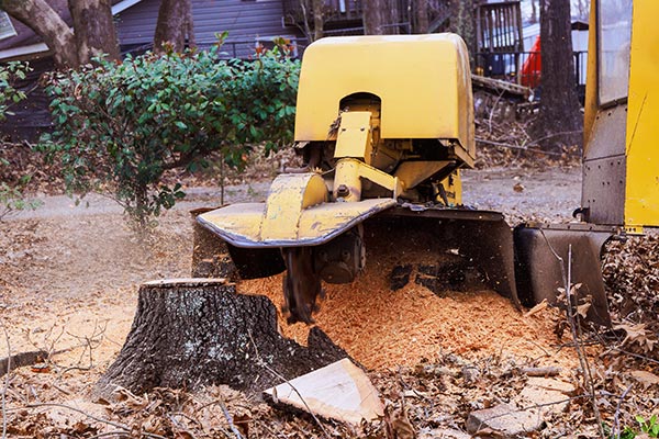Tree and Stump Removal Services